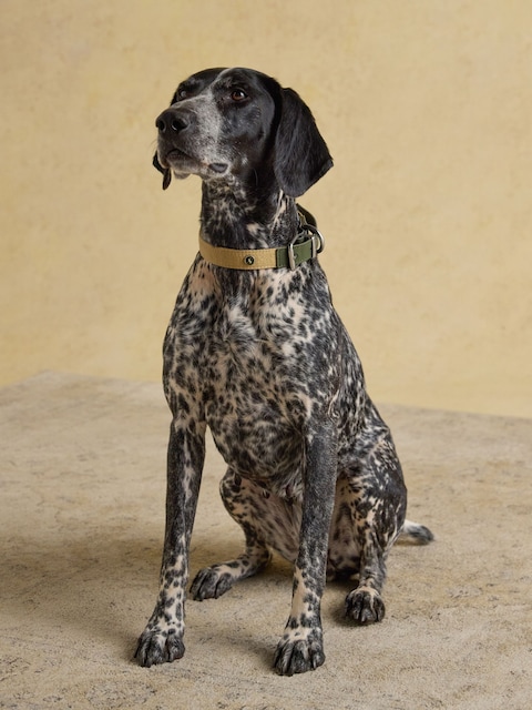 Joules Khaki Green Pet Collar