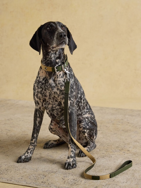 Joules Khaki Green Pet Lead