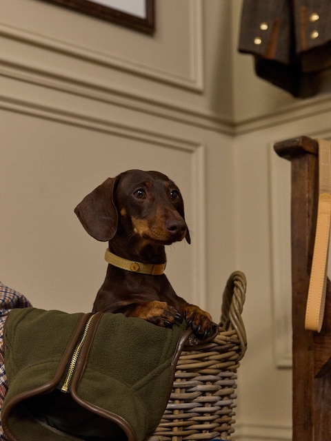 Joules Tan Brown Pet Collar