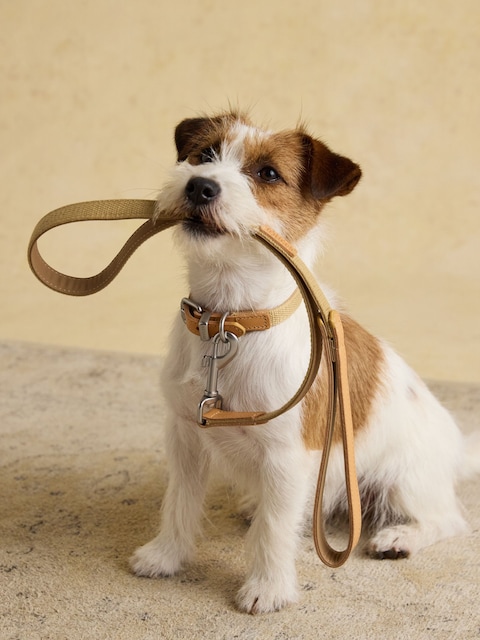 Joules Tan Brown Pet Lead