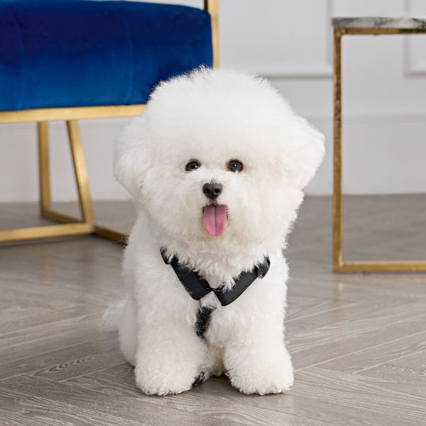 juicy couture Bling Velour Pet Harness and Leash Set