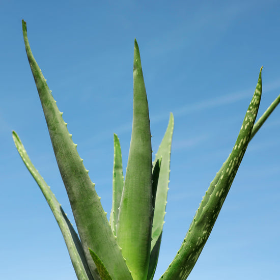 Jurlique Aloe Vera Hydrating Mist