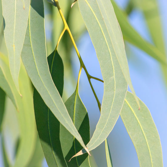 Jurlique Eucalyptus Pure Essential Oil
