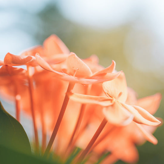 Jurlique Geranium Pure Essential Oil