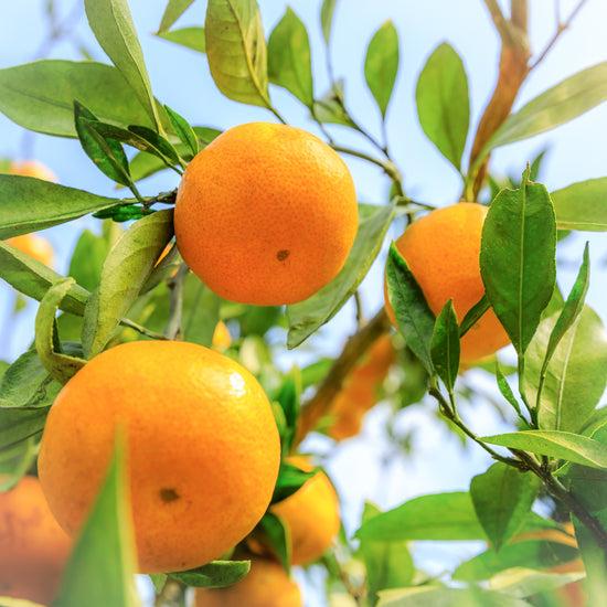 Jurlique Orange Pure Essential Oil