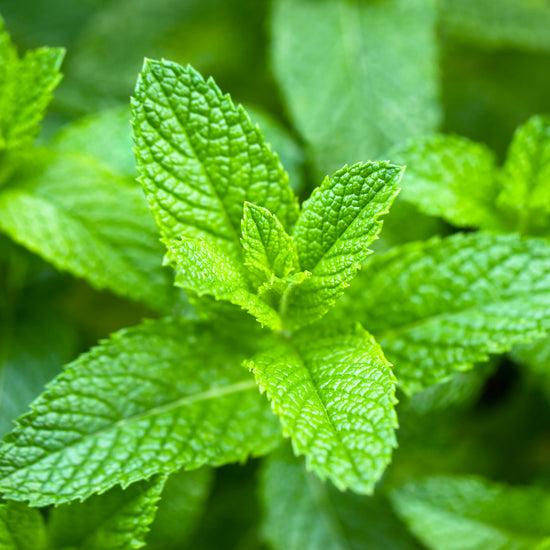 Jurlique Peppermint Pure Essential Oil