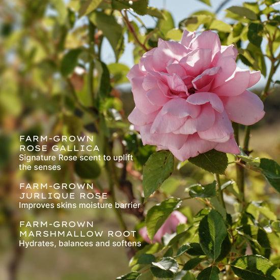 Jurlique Rare Rose Serum