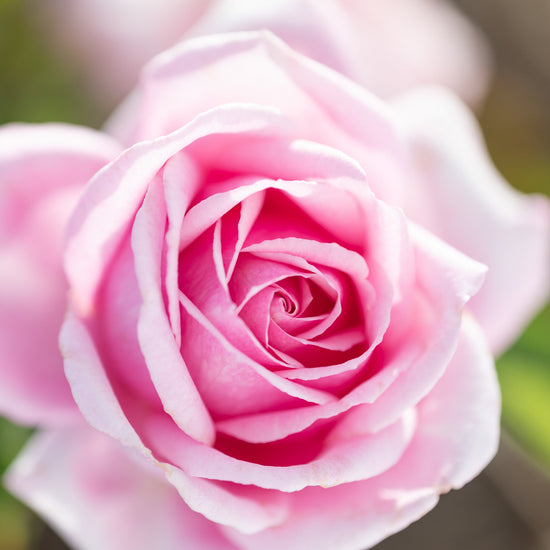 Jurlique Rose Pure Essential Oil Diluted