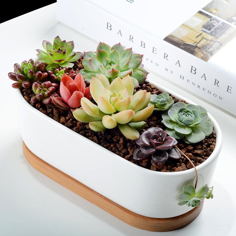 k cliffs K-Cliffs 6.8" Ceramic Modern White Oval Succulent Planter with Bamboo Saucer