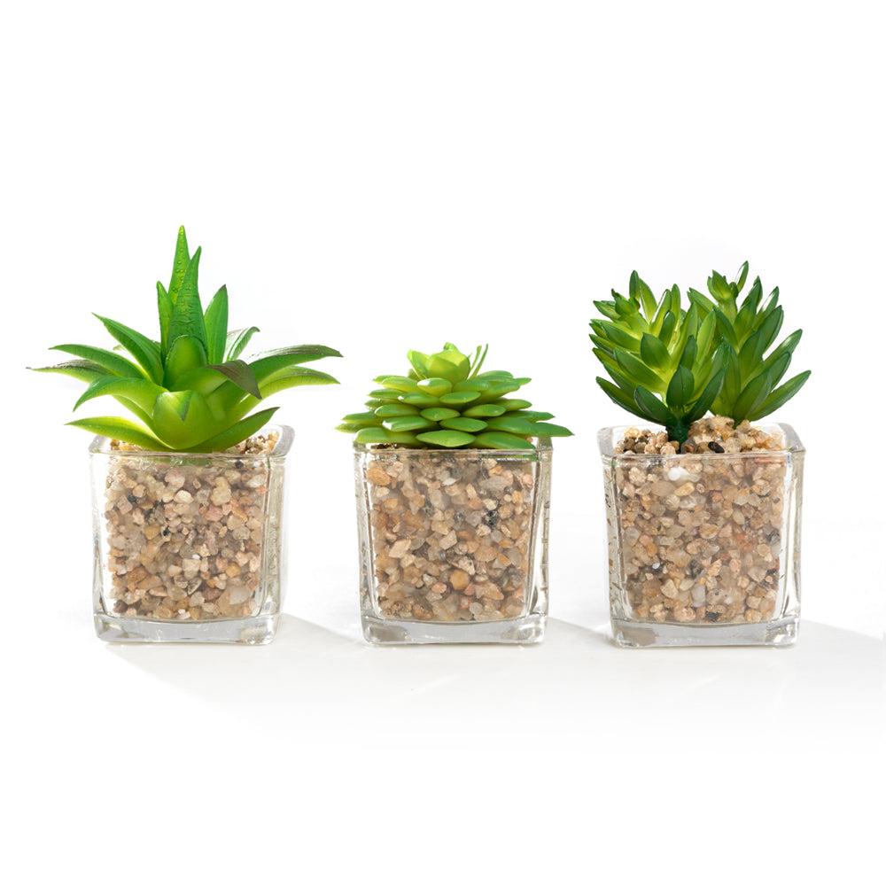 k cliffs K-Cliffs Mini Artificial Succulents Potted in Modern Cube Clear Glass Pots 3pc Set