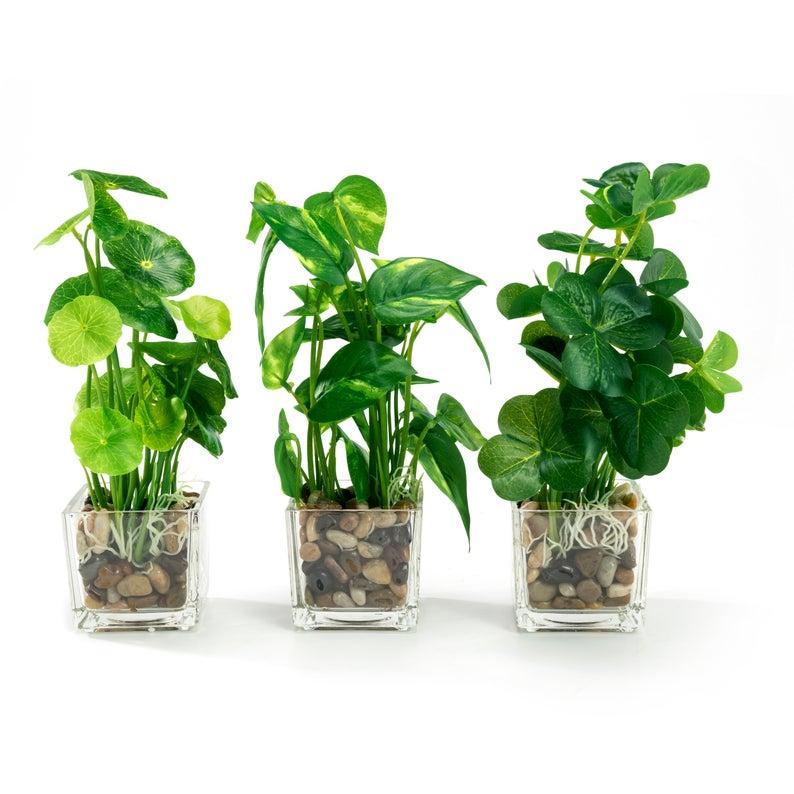 K Cliffs Set Of 3 9.5" Faux Pilea Peperomioides Clovers In Glass Square Planters