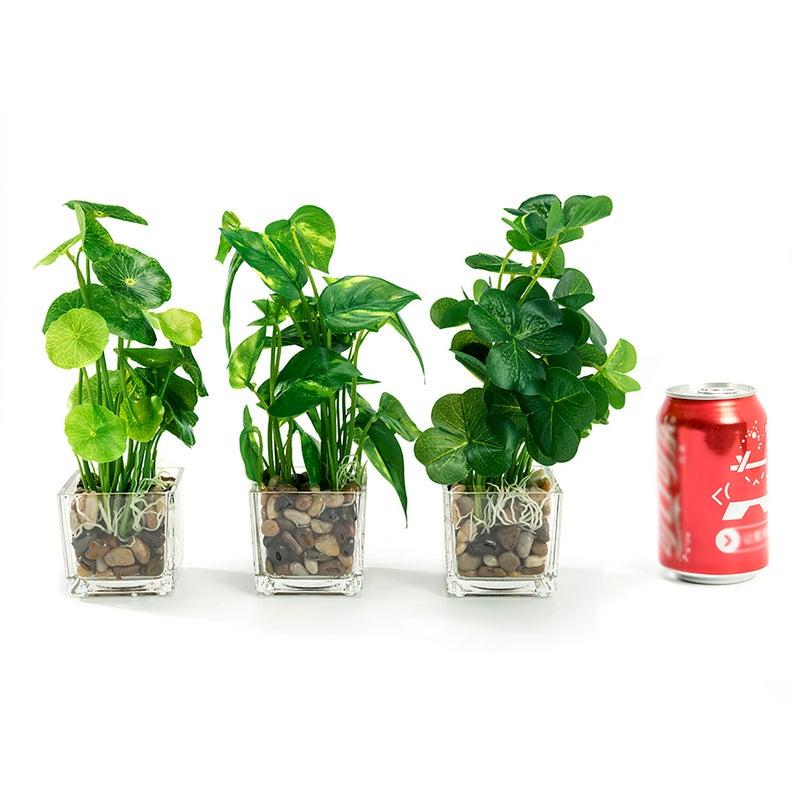 K Cliffs Set Of 3 9.5" Faux Pilea Peperomioides Clovers In Glass Square Planters