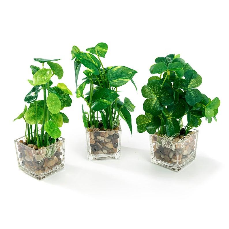 k cliffs Set of 3 9.5" Faux Pilea Peperomioides Clovers in glass square planters