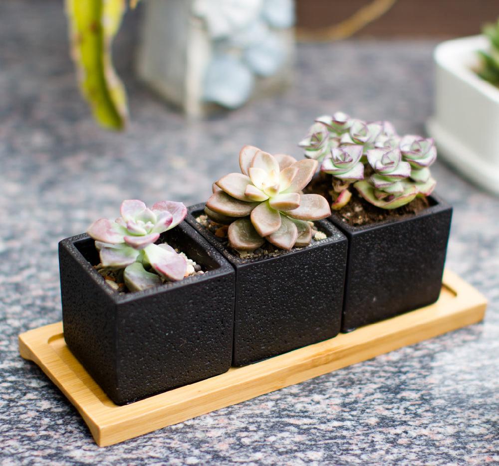 K Cliffs Set Of 3pcs Square Black Succulent Planter Pots 2.5 Inch Cement Pottery With Tray