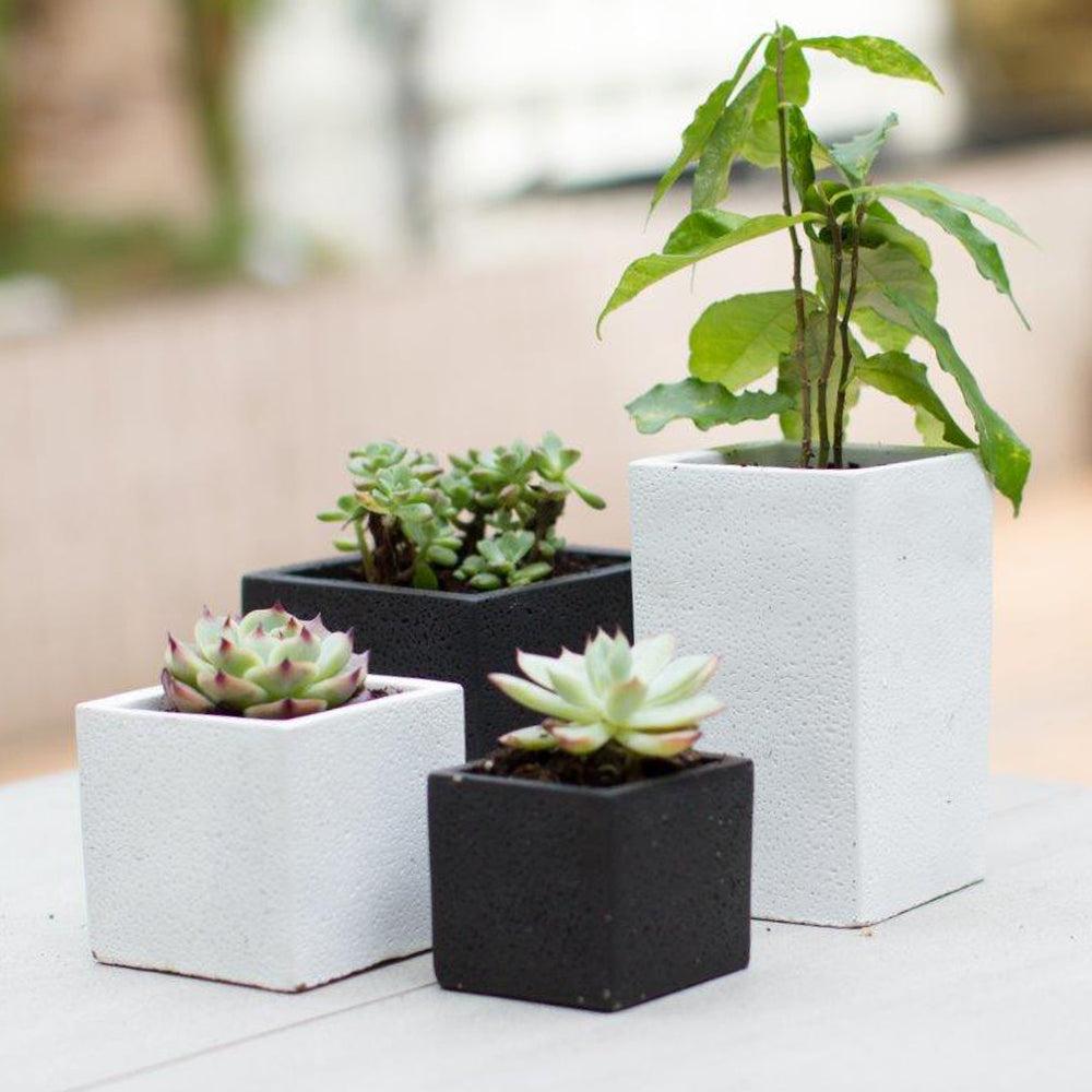 k cliffs Set of 4 pc Square Succulent Planter Pots Black and White Cement