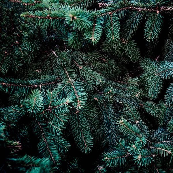 kaisercraft Emerald Eve 12x12 Scrapbook Paper - EVERGREEN