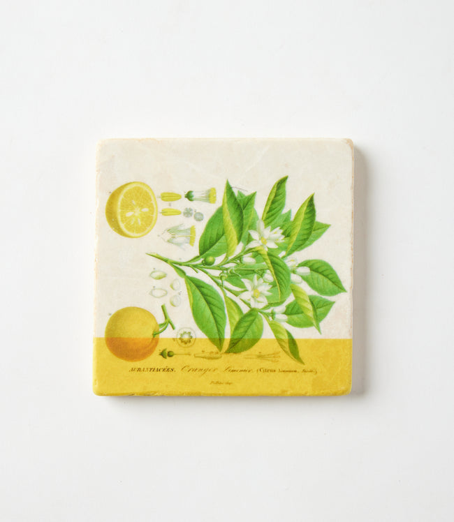 Karen Kane Lemon Lemon Marble Coasters Set Of 4 Karen Kane