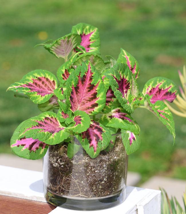 Karen Kane Multi Painted Leaf Houseplant Kit Karen Kane