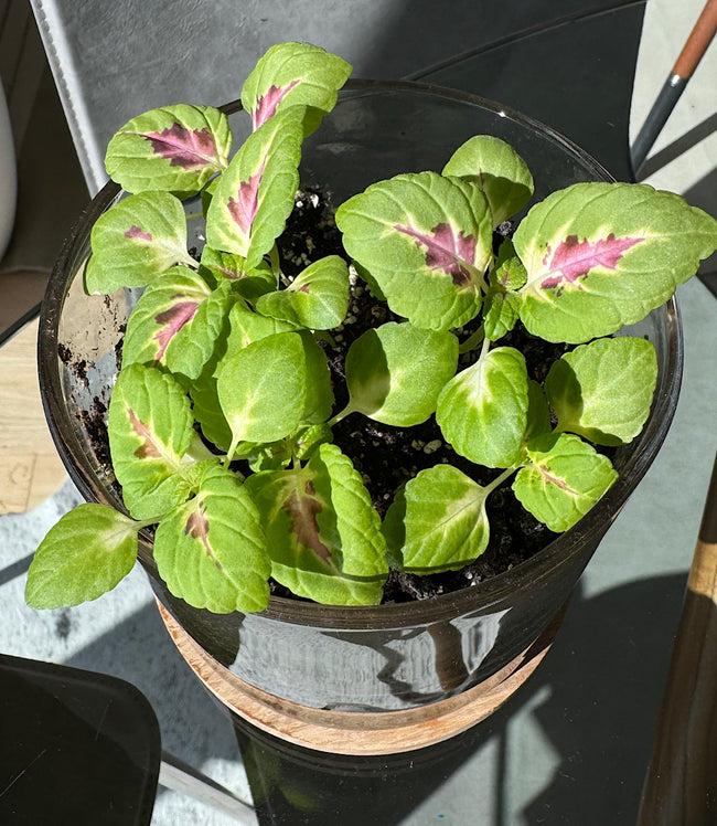 Karen Kane Multi Painted Leaf Houseplant Kit Karen Kane