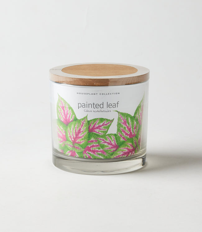 karen kane Multi Painted Leaf Houseplant Kit Karen Kane