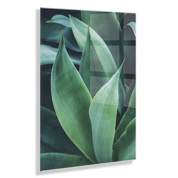 Kate & Laurel Agave II Floating Acrylic Art By Emiko And Mark Franzen Of F2Images