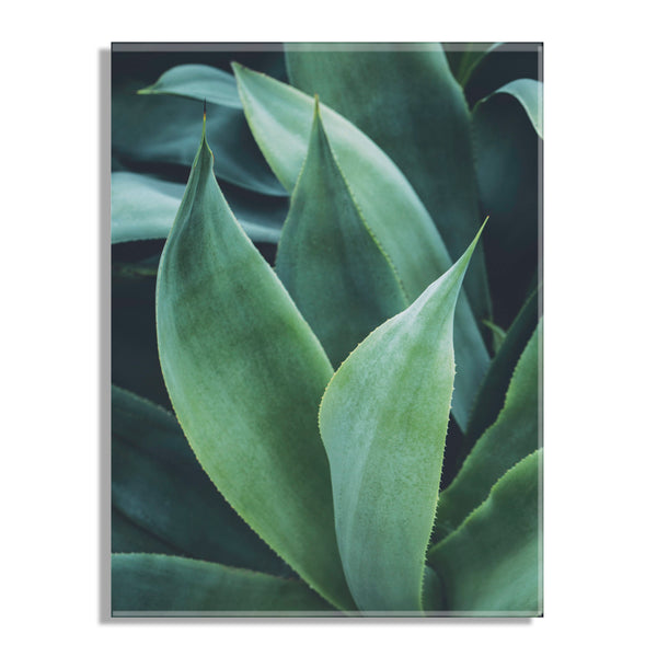 Kate & Laurel Agave II Floating Acrylic Art By Emiko And Mark Franzen Of F2Images