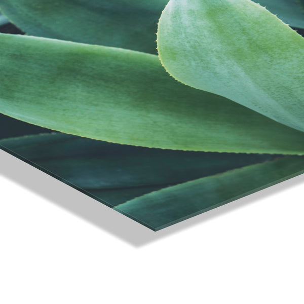 Kate & Laurel Agave II Floating Acrylic Art By Emiko And Mark Franzen Of F2Images