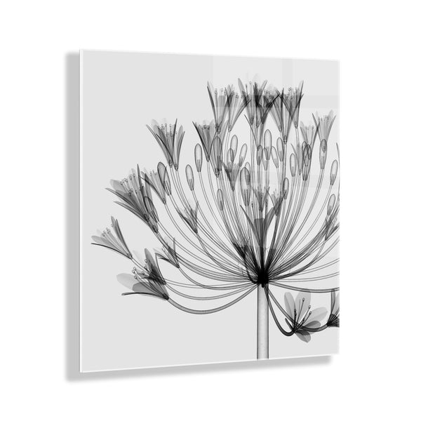 Kate & Laurel Bell Agapanthus X Ray Floral Floating Acrylic Art By The Creative Bunch Studio