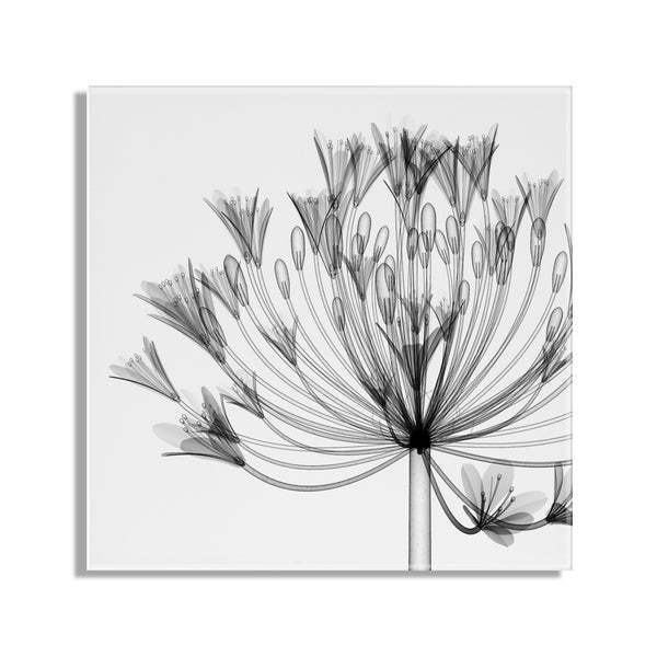 Kate & Laurel Bell Agapanthus X Ray Floral Floating Acrylic Art By The Creative Bunch Studio
