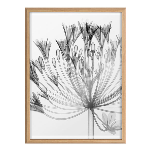 Kate & Laurel Blake Bell Agapanthus X Ray Floral BW Framed Printed Art By The Creative Bunch Studio