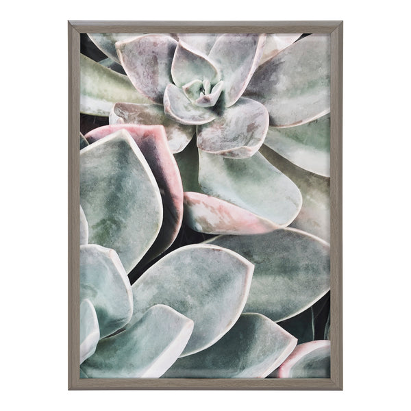 Kate & Laurel Blake Botanical Succulent Plants 1 Framed Printed Glass By The Creative Bunch Studio