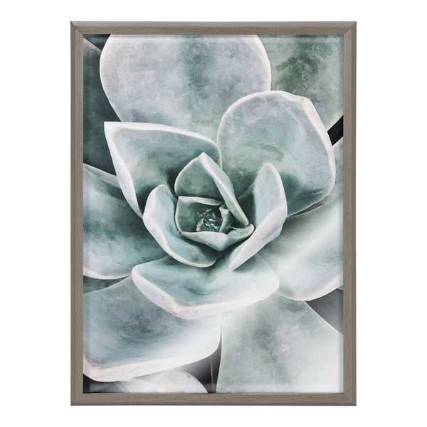 Kate & Laurel Blake Botanical Succulent Plants 3 Framed Printed Glass By The Creative Bunch Studio