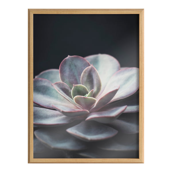Kate & Laurel Blake Lavender Succulent Framed Printed Glass By Emiko And Mark Franzen Of F2Images
