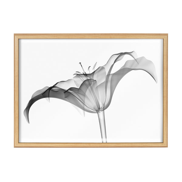 Kate & Laurel Blake Lily X Ray Floral BW Framed Printed Art By The Creative Bunch Studio