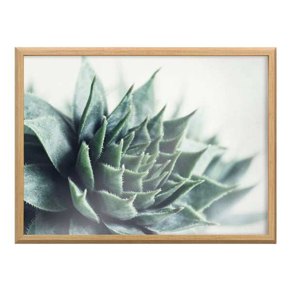 Kate & Laurel Blake Radical Succulent Framed Printed Glass By Emiko And Mark Franzen Of F2Images