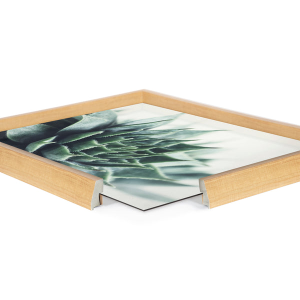 Kate & Laurel Blake Radical Succulent Framed Printed Glass By Emiko And Mark Franzen Of F2Images