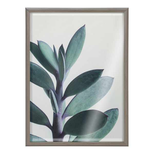 Kate & Laurel Blake Senecio 1 Framed Printed Glass By Emiko And Mark Franzen Of F2Images