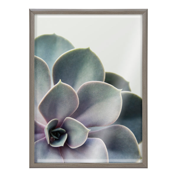 Kate & Laurel Blake Succulent 5 Framed Printed Glass By Emiko And Mark Franzen Of F2Images