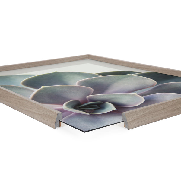 Kate & Laurel Blake Succulent 5 Framed Printed Glass By Emiko And Mark Franzen Of F2Images