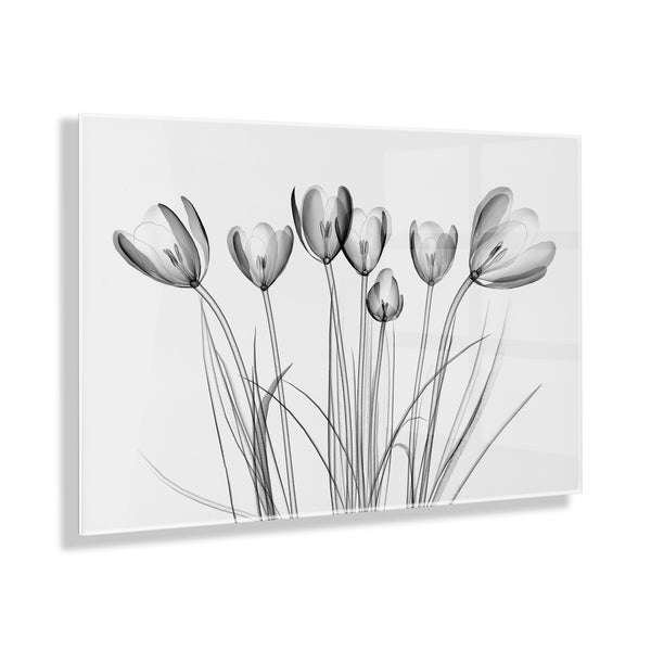 Kate & Laurel Crocus X Ray Floral Floating Acrylic Art By The Creative Bunch Studio