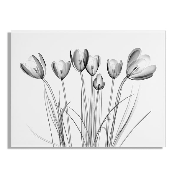 Kate & Laurel Crocus X Ray Floral Floating Acrylic Art By The Creative Bunch Studio