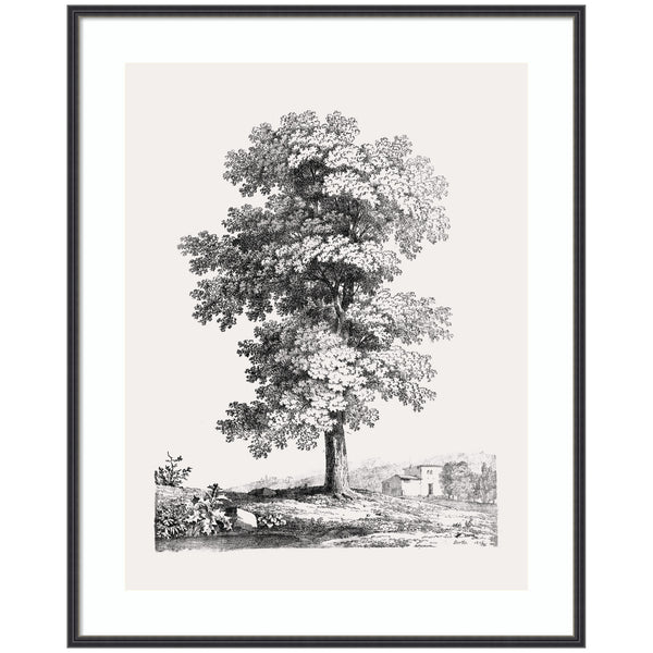 Kate & Laurel Framed Art Jean Victor Bertin Study Of A Tree 1816 By The Art Institute Of Chicago