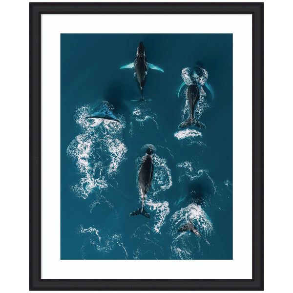 Kate & Laurel Framed Art School Of Humpback Whales In The Blue Ocean By Michael Schauer