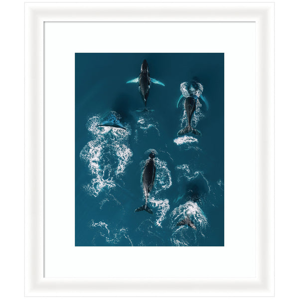 kate & laurel Framed Art School of Humpback Whales in the Blue Ocean by Michael Schauer