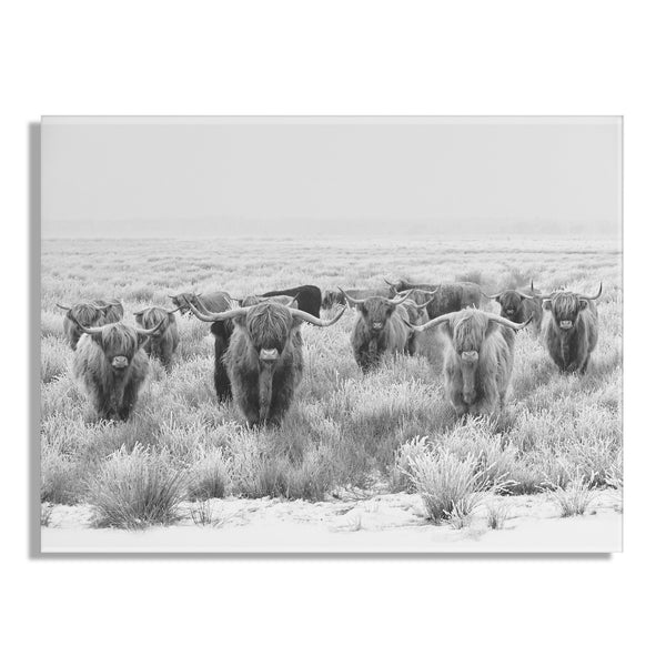 Kate & Laurel Herd Of Highland Cows BW Floating Acrylic Art By The Creative Bunch Studio