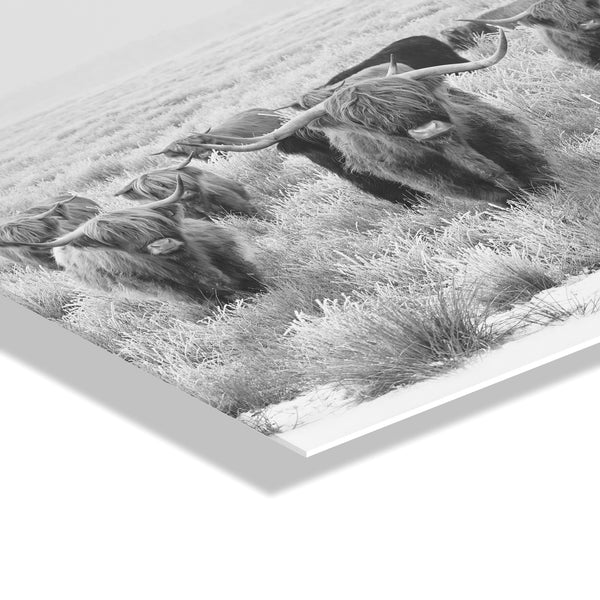Kate & Laurel Herd Of Highland Cows BW Floating Acrylic Art By The Creative Bunch Studio