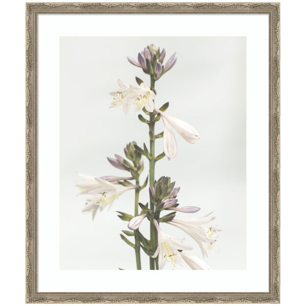 Kate & Laurel Framed Art Hosta By Alicia Abla