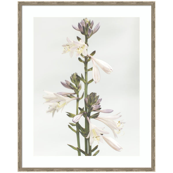 kate & laurel Framed Art Hosta by Alicia Abla