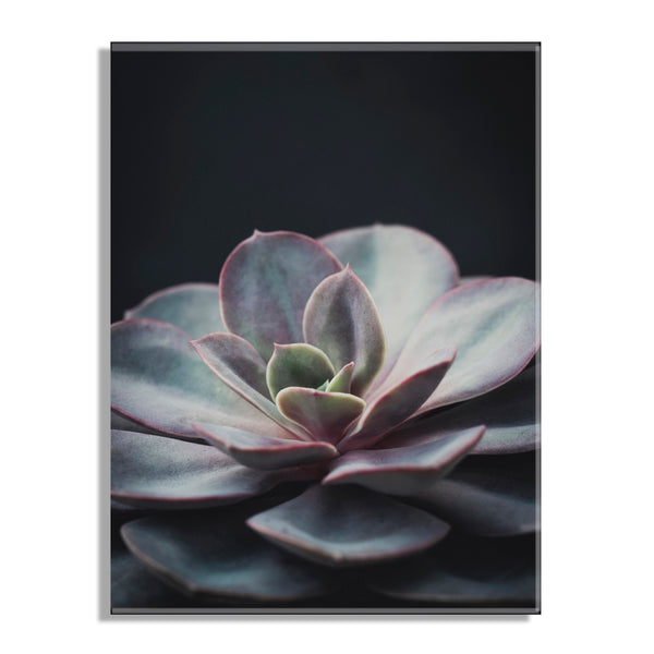 Kate & Laurel Lavender Succulent Floating Acrylic Art By Emiko And Mark Franzen Of F2Images