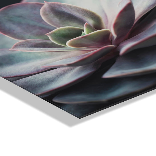 Kate & Laurel Lavender Succulent Floating Acrylic Art By Emiko And Mark Franzen Of F2Images